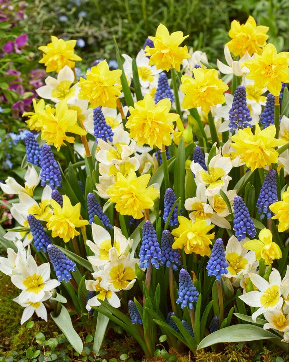 'Helle' - lökblandning